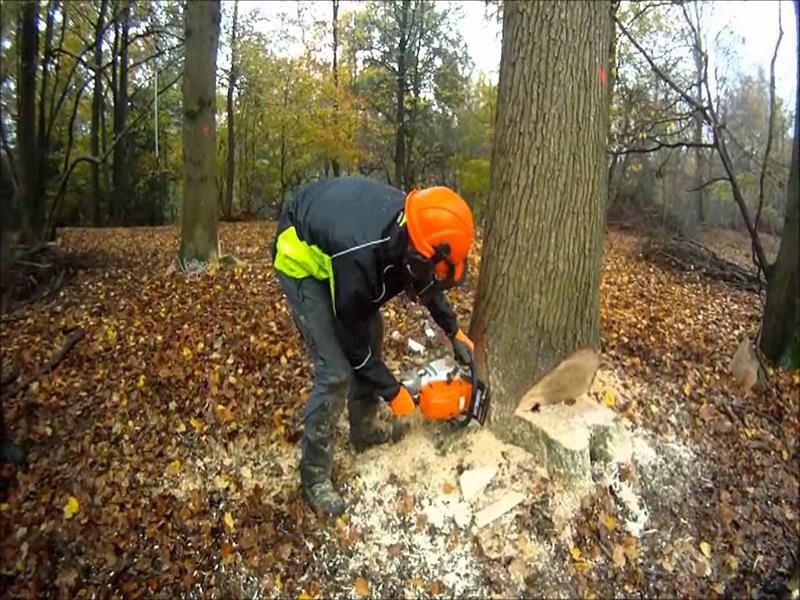 Tree Flgging Tree Felling - Classic Driveways & Landscaping, Northampton